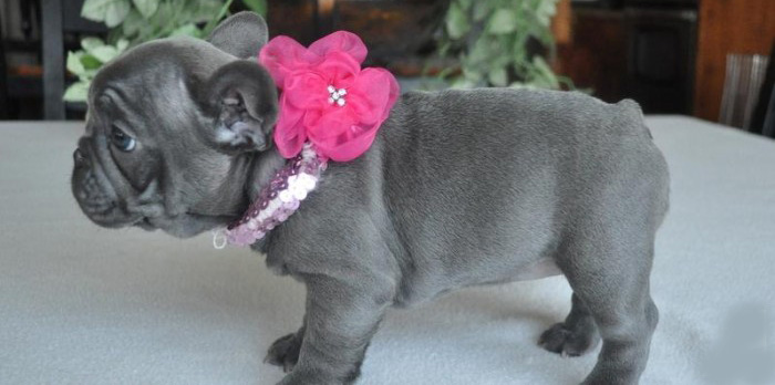 french bulldog for sale